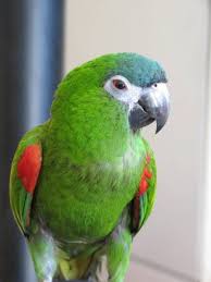 Birds Of South Africa Gauteng Lost Macaw Parrot Bird Vanderbijlpark Vereeniging Gauteng Gp South Africa L25005 South Africa Africa Macaw Parrot