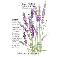 Image result for Lavandula angustifolia Vera