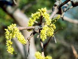 Image result for Lannea discolor