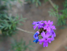 Image result for Verbena aristigera