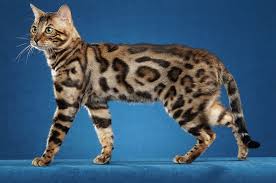 Find bengal in cats & kittens for rehoming | 🐱 find cats and kittens locally for sale or adoption in canada : Aspengold Bengals Top Licensed Bengal Breeder Of Colorado