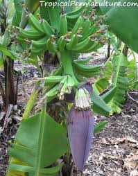 Banana tree dies after bearing fruit. Growing Bananas How To Grow Banana Plants And Keep Them Happy