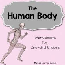 The Human Body Worksheet Packet For 1st 3rd Graders Human Body Worksheets Human Body Activities Human Body Lesson Plans