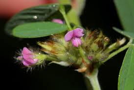 Image result for Grona barbata