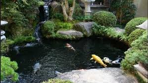 Pembuatan kolam untuk ikan koi ini hasil diskusi dengan sodara yang kebetulan seorang tukang ahli bangunan. Cara Rahasia Membuat Kolam Ikan Koi Top Lintas