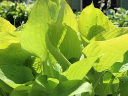 Long (50 cm), turning chartreuse to gold depending on sun. Grossblattrige Funkie Sum And Substance Fur Deinen Garten