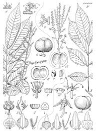 Image result for Eriocoelum