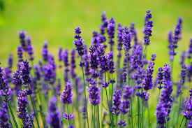 How To Care For Lavender In Winter In 2020 Lavender Plant Buy Lavender Plants Growing Lavender