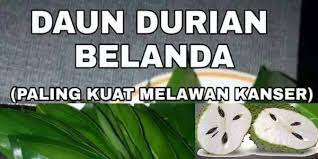 Maybe you would like to learn more about one of these? Rebusan Daun Durian Belanda Paling Kuat Melawan Penyakit Cancer Rentas Asia