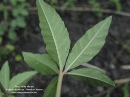 Image result for Merremia quinquefolia