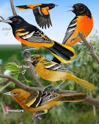 Baltimore oriole is a 1942 song written by american composer hoagy carmichael with lyrics by paul francis webster and carmichael. Baltimore Oriole Whatbird Com