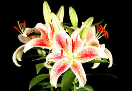 What should brides bring to the initial meeting with their florist? Simple Wedding Bouquets Lovetoknow