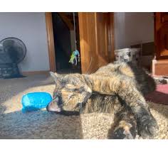 The Party Animal has arrived 🐾 Ft. Vivi checking to see what Milo's  strutting〚❤︎〛✧✦⋆* ∘₊✧—Milo looks scared but I promise he's not lol—✧₊∘  ══════════════════════════ #vivinmilo #catsiblings #catsofinstagram ...