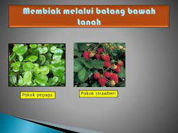 Lahan pembibitan batang bawah di skala petani biasanya dibuat dengan sangat sederhana. Ppt Cara Pembiakan Tumbuhan Powerpoint Presentation Free Download Id 2641552