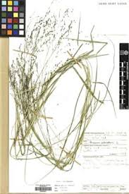Image result for Panicum coloratum