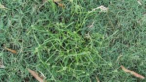 Image result for Kyllinga albiceps