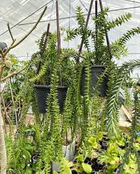 Image result for Huperzia mildbraedii