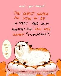 Pin On Guinea Pig Fun Facts Guineadad