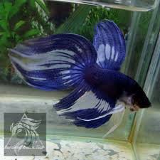 Fan Tail Betta Betta Fish Types Betta Fish Betta