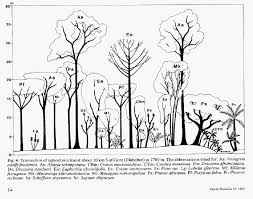 Image result for Baissea wulfhorstii