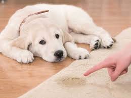 puppy potty training schedule a timeline for housebreaking