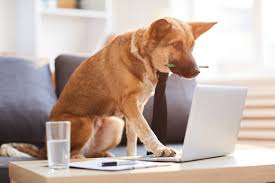 Disability insurance attorneys dell & schaefer. Insurtech Lemonade Prepares To Unleash A Pet Insurance Product