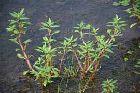 Image result for Bergia