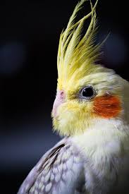 Cockatiel Yellow Bird With Red Cheeks Parrot Cockatiel Portrait By Ana Carolina Vasconcelos In 2020 With Images Cockatiel Pet Birds Birds