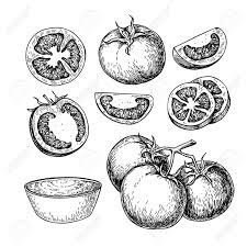 Tomato Dessin Vectoriel Ensemble Tomate Isole Morceau En Tranches Et La Sauce Tomate Legume Grave De Style Illustratio Dessin Vectoriel Dessin Tomate Dessin