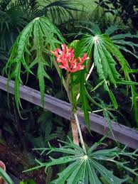 Image result for Jatropha multifida