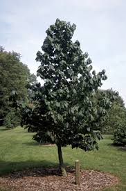 We're zone 5a, just west of chicago. Pawpaw Ohio Department Of Natural Resources