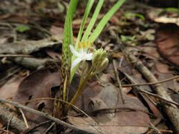 Image result for Chlorophytum affine