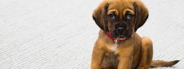 I love to spoil my cat and 9 out 10 times i end up leaving with something for. Pet Goods Pet Food Supplies And Accessories With Personal Service Paramus Nj Poughkipsee Ny Succasunna Nj Scarsdale Ny