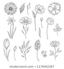 Hand Drawn Flowers Vector Various Pictures Of Plants Illustration Of Flower And Plant Floral Leaf Sk Flower Drawing Hand Drawn Flowers Flower Drawing Design