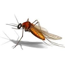 We provide a service in very professional and hygienic way in residential, industrial and corporate sectors. Pest Control Services Disinfection Control Pest Control Company In India Sadguru Pest Control