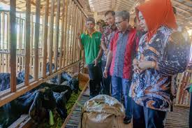 Kandang kambing dari bambu merupakan model kandang kambing yang umum di gunakan oleh peternak kambing indonesia, karena biaya pembuatanya terbilang cukup murah dan sangat bisa d andalkan ketahannya. Kambing Kejobong Kekayaan Genetik Lokal Untuk Kikis Kemiskinan Mongabay Co Id