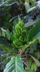 Image result for Justicia carnea