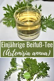 Einjahriger Beifuss Tee Rezept Beifuss Heilpflanzen Pflanzen