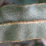 Image result for Elaphoglossum lancifolium