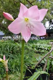 Image result for Crinum moorei