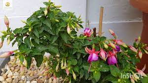 Pin On Gardening Wise Vlogs