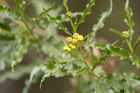 Image result for Psiadia punctulata