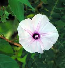 Image result for Xenostegia alatipes