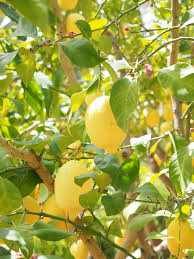 Find over 100+ of the best free lemon tree images. Lemon Limone Lemon Tree Citrus Limon Citrus Fruit Tropical Fruit Yellow Ripe Vitamins Depend Pikist