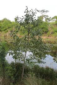 Copyright 2021 hunter trees, llc. Enh 543 St384 Magnolia Virginiana Sweetbay Magnolia