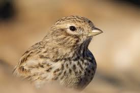 Image result for Landolphia rufescens