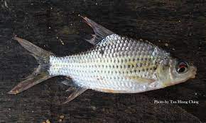Teknik pembenihan ikan lampam jawa. Cyprinids Barbs Talk About Fish