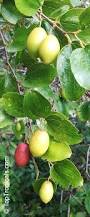 Image result for Ziziphus abyssinica