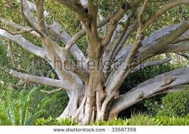 A Giant Fig Tree At The Kirstenbosch National Botanical Garden In Cape Town Which Is Famous For Beauty And Diversity National Botanical Gardens Fig Tree Tree