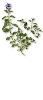 Sage makes the process a pleasure and the end result perfect, every time. What Is Clary Sage Essential Oil What Is It Used For And What Are Its Benefits For My Skin Discover All There Is To Know On This Famous Essential Oil On Decleor